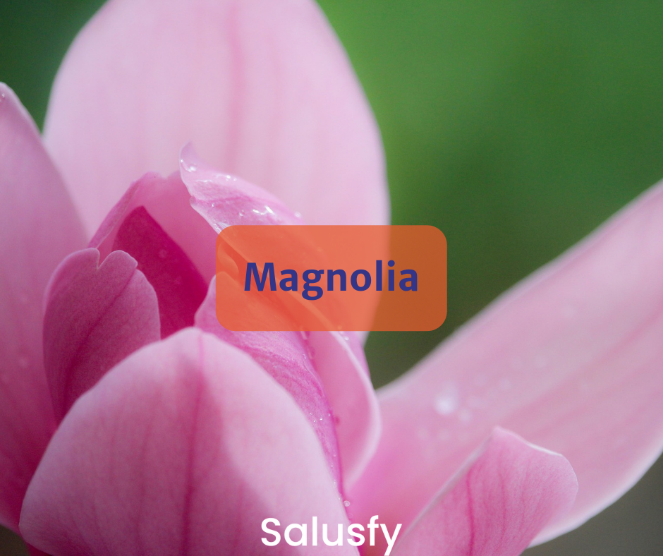 Magnolia: 5 incredibili proprietà medicinali
