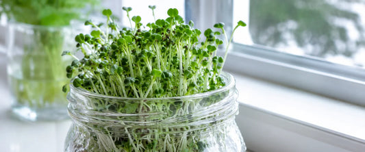 Germogli di broccolo ricchi di sulforafano per la salute muscolare