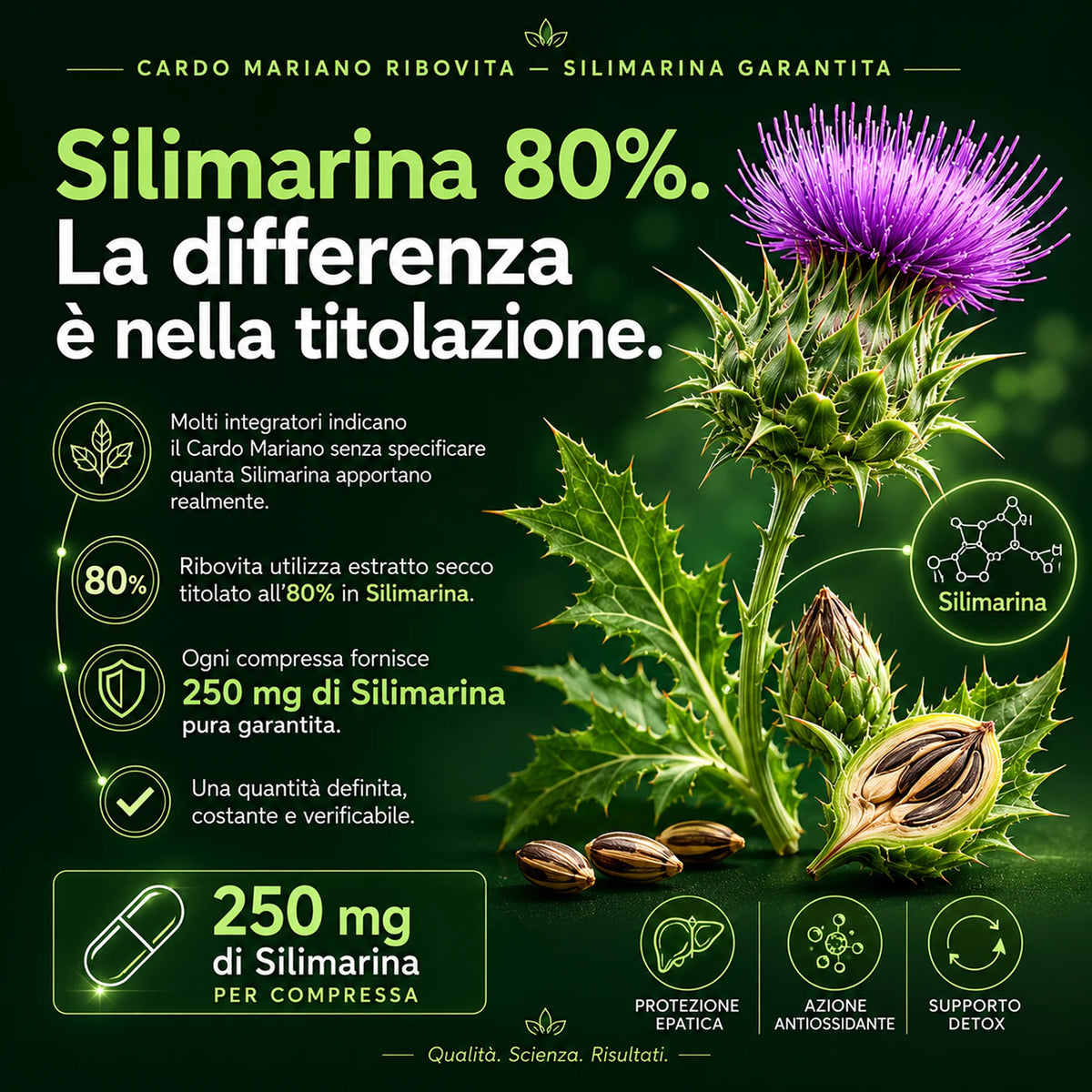 Cardo Mariano Ribovita® - Depurativo con Silimarina