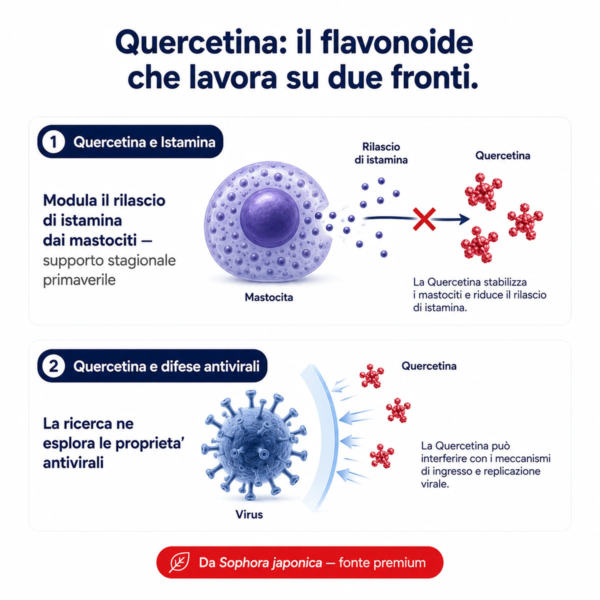 Lattoferrina, Quercetina e Vitamina C Ribovita®