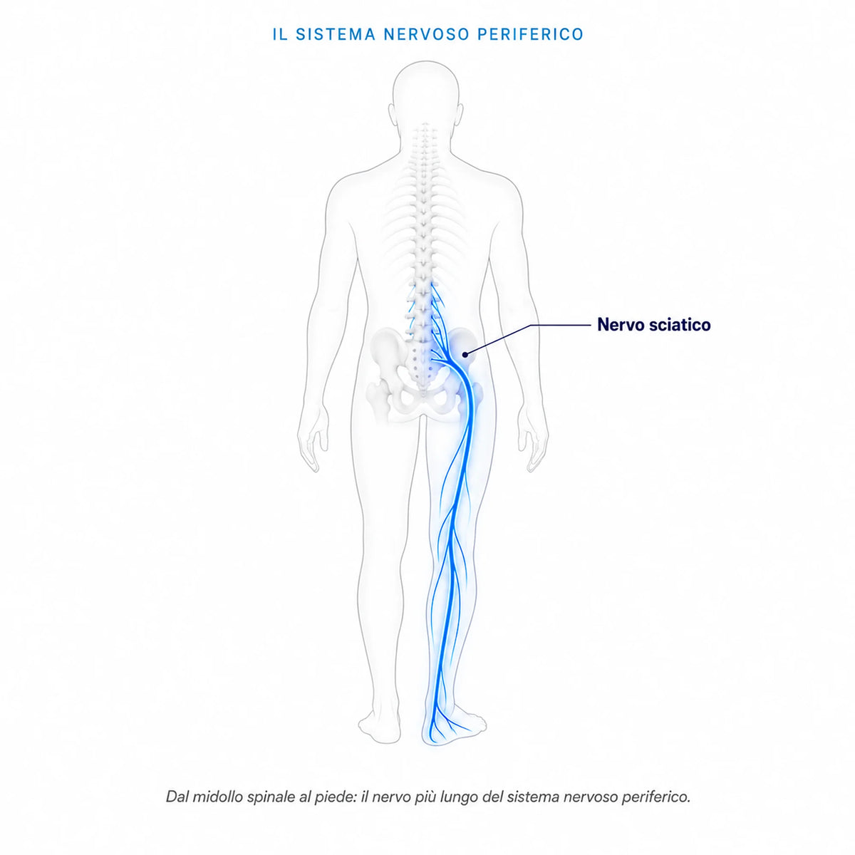 POLICUR® - Acido Alfa Lipoico (ALA)