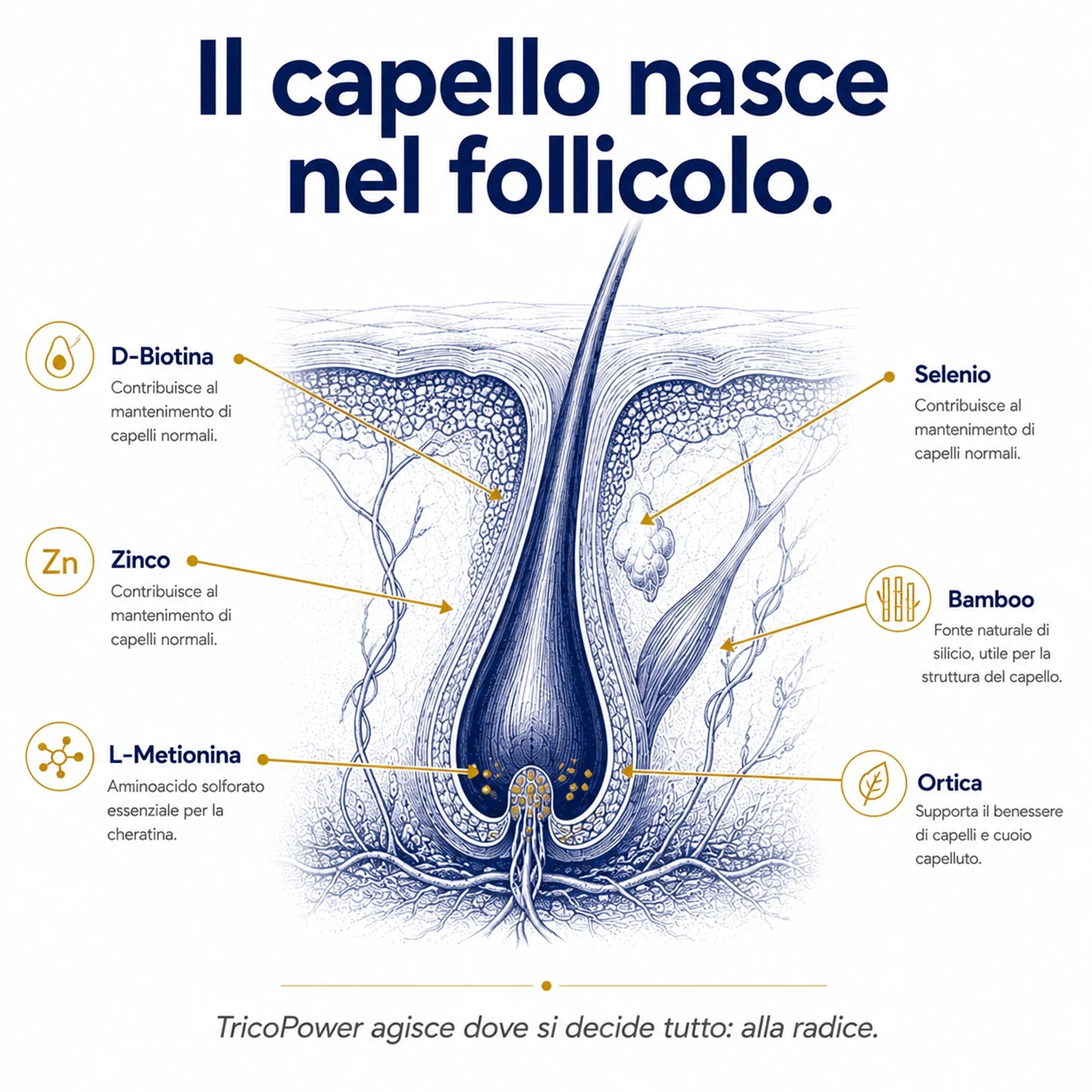 Biotina TricoPower - RIBOVITA®