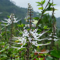 drenante detox - ortosifon 1000x1000.webp__PID:2768f4e8-7c51-4349-ac7f-00fdc6521992